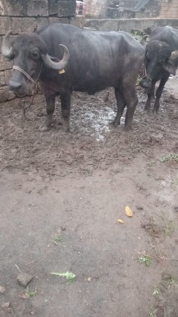 ભાવમાં ફેરફાર થશે