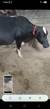 આપાનીસે
