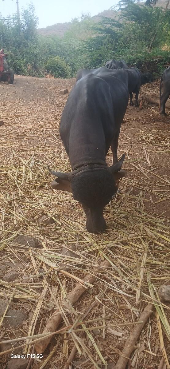 પાડો વેસવા નો સે
