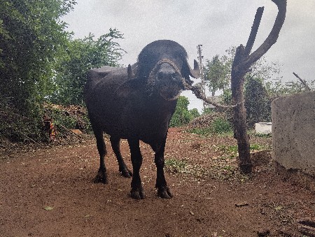 આ ખડેલી વેચવાનીછે