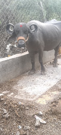બીજા વેતનની ખડાઈ વેચવાની છે