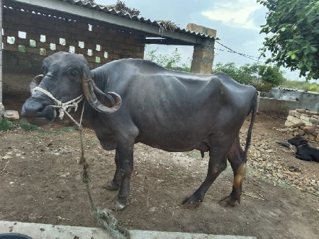 ભેંસ વેચવાની છે
