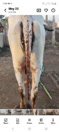 ઓરીજનલ ગીર