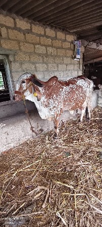 ગીર ગાય વેચવાની છે