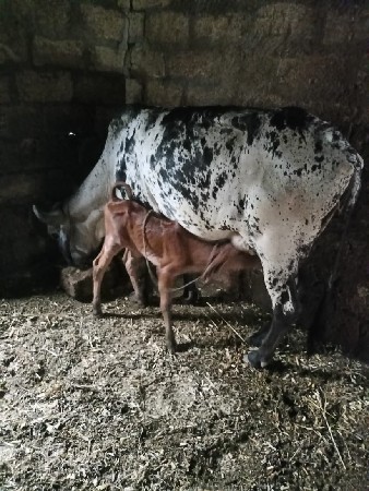 ગાય વેચવાની છે