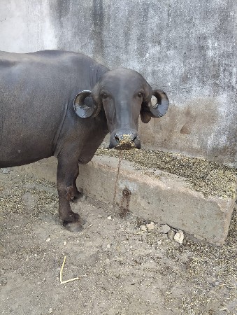 પેલવેતરી ખડેલી પદરદીવસનીકાસીસે