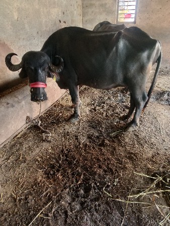 ભેંશ વેચવાની છે 2જુ વેતર