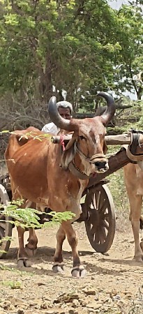 એક બળદ