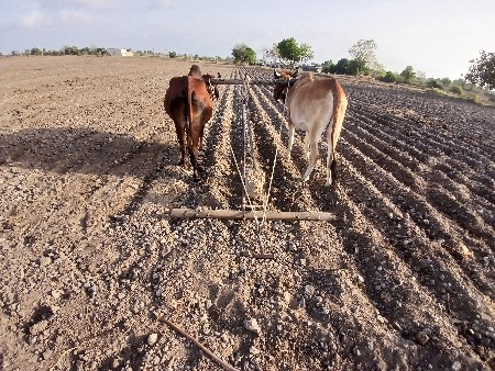 ગોઢલા વેચવા