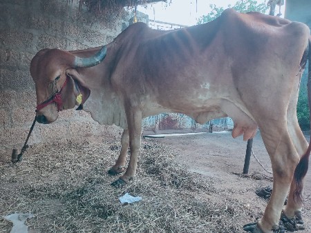 દેશી ગીરગાય