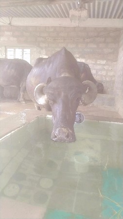 ખડેલી વેચવાની છે
