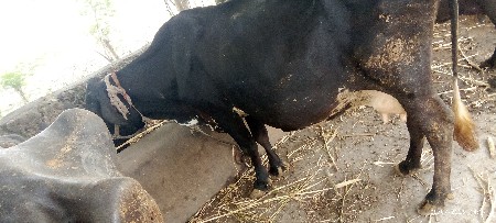 ગાય વેચવાનીછે