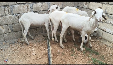 lam dum gheta vechavana che