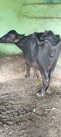 બિજુ વેતર આઠ દશ દિવસ માં વિહાસે