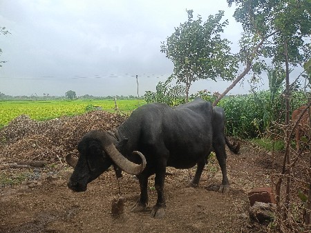 bhesh vechvani che
