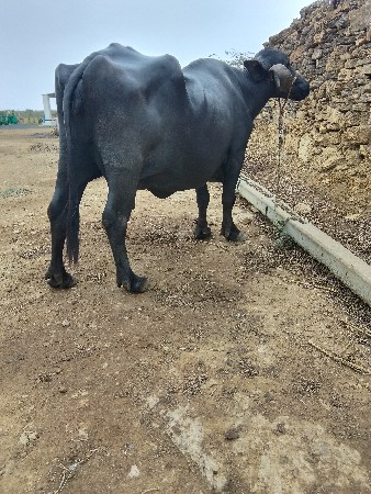 ભેંસ વેચવાની છે