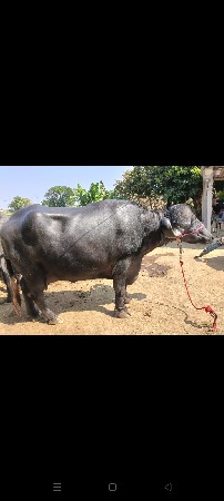 3 vetar