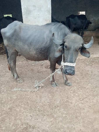 ખડેલી વેચવાની છે