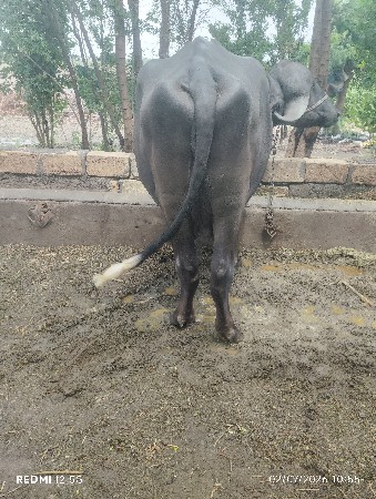 પેલું વેતર