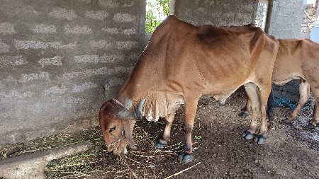 બળદ વેચવાનો છે