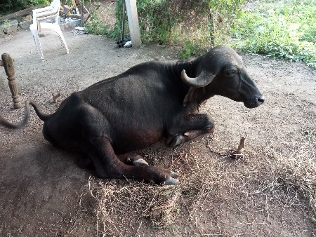ખડેલી વેચાવ સે બે વર્ષ ની સે