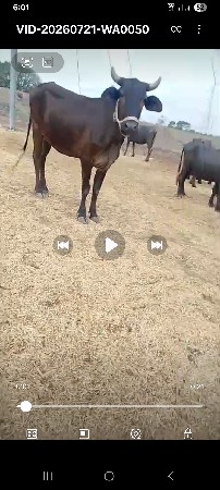 🐄