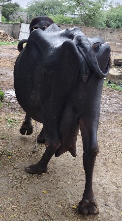 ભેંશ વેસવાની છે.