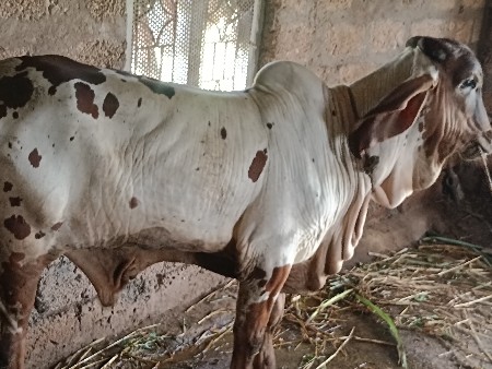 બળદ વેચવાનો છે