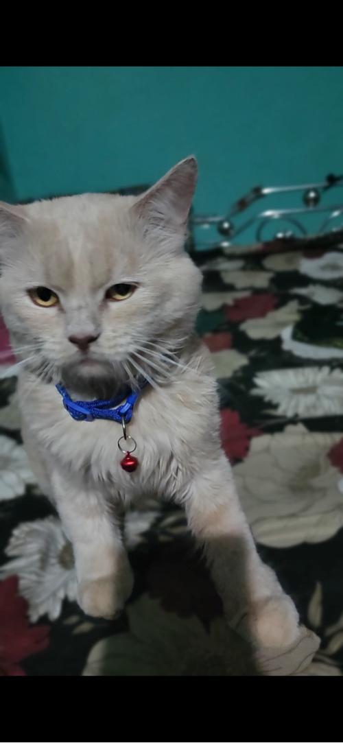 Cat vechvani che