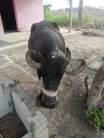 ભેંસ વેચવાની છે