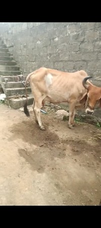 3 વેતર વ્યાસે