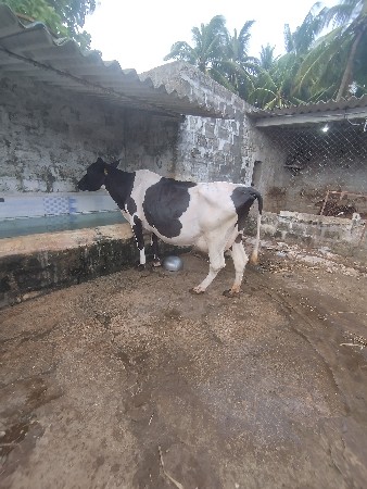hf ગાય