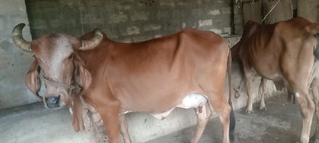 ગાય વેચવાની છે