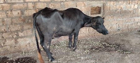 ભેંસ વેચવાની છે