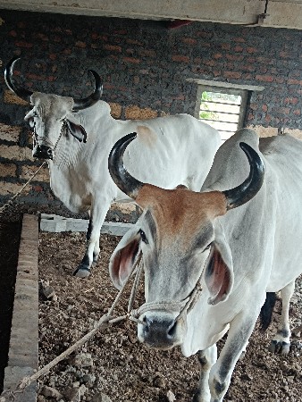 બળદ   વેચવાના  છે