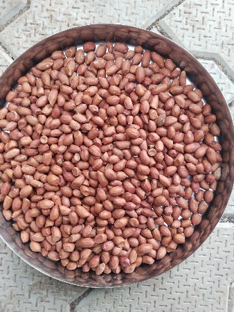 G-45 બિયારણ વેશાવાનુ છે