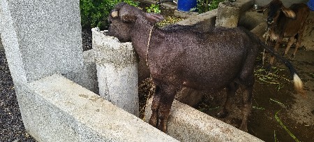 પાડી વેચવાની છે