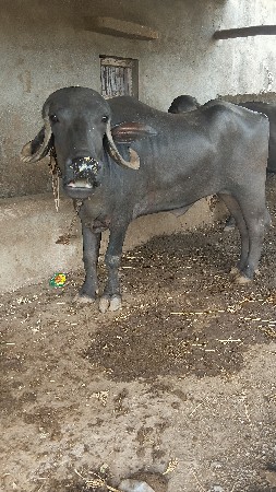 ખડેલુ વેશવાનુ છે
