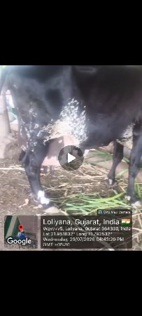 ગાભણ