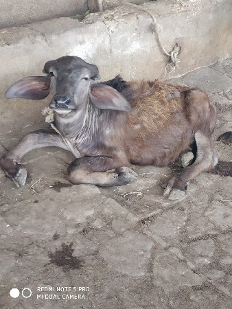 ભેંસ વેચવાની છે 
જાફરાબાદી