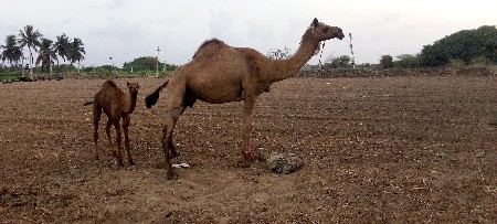 ઊંટ વેચવાની છે