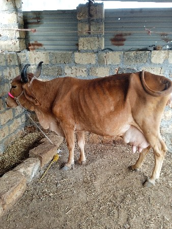 ગાય વેચવાની છે