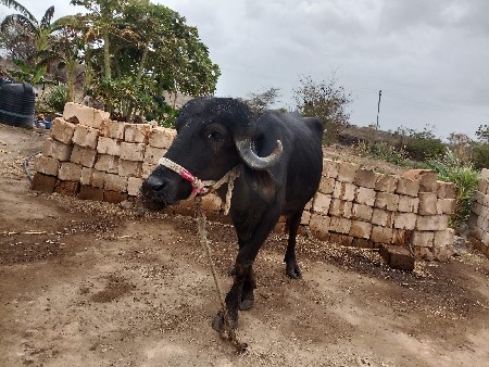 ખાડેલી  વેચવાની સે