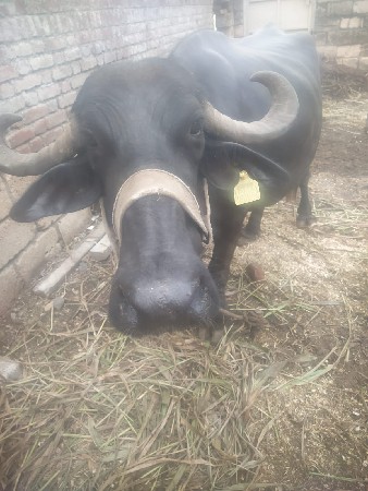 વેચવા ની છે