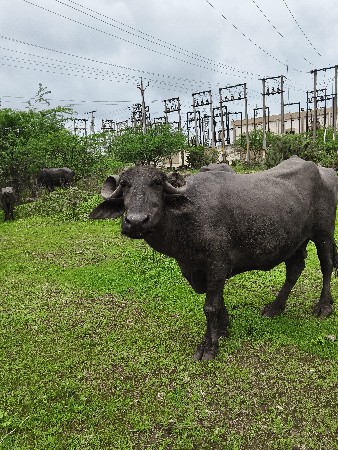 ભૅસ વૅચવાની છૅ