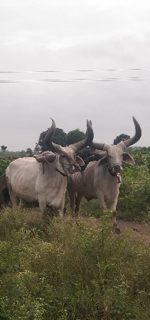 બડદ વેચવાના સે