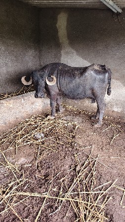 ભેંસ વેચવાની છે