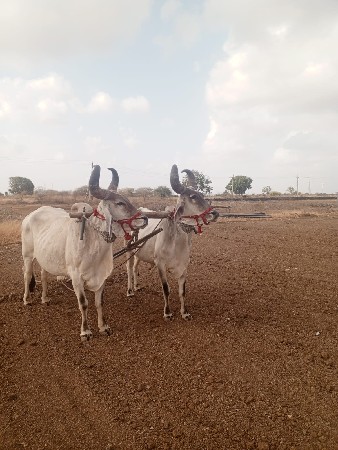 3 ધાર ના બળદ
