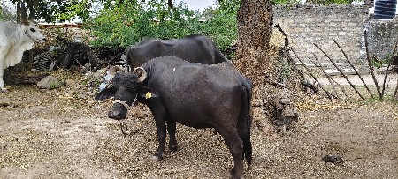 ભેંસ વેચવાની છે 2 જુ વેતર