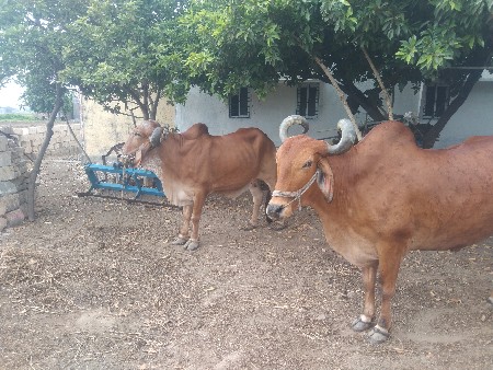 આ બળદ વેછવા ના છે